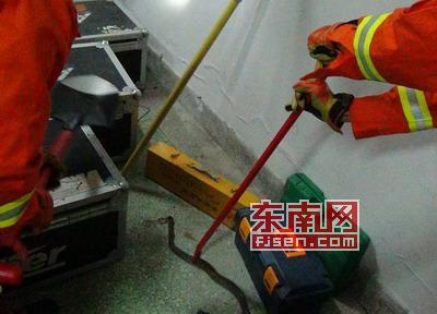 大蛇闯进荔城区东圳东路某办公大楼