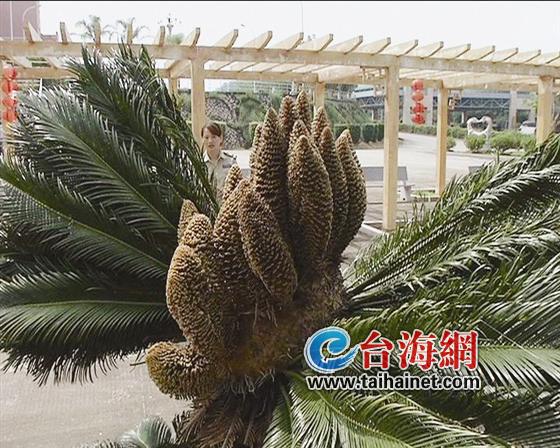 漳浦“铁树王”开花25朵