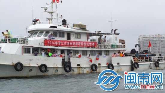 深沪湾放养鱼苗