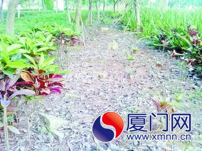 绿化带被“剃光头”。