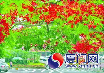 湖滨中路凤凰花盛开