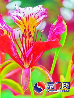 湖滨中路凤凰花盛开1