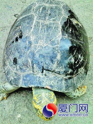 这只龟虽然重17斤，但价值不大。