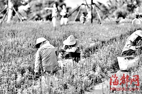 园林工人正在修剪鼠尾草