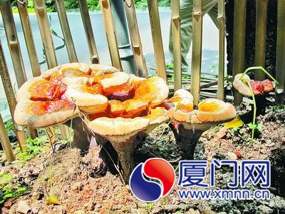 “灵芝”长在草坪上，被一个直径约50厘米的小护栏围 