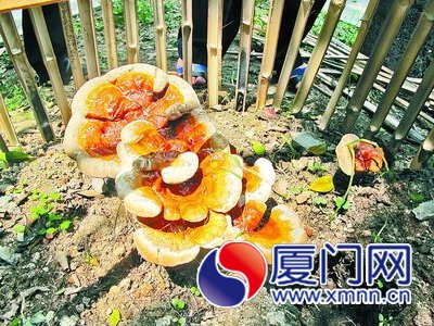 “灵芝”的正面。