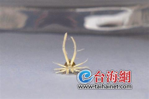 跳高能手