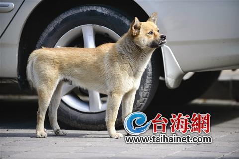 忠犬八公