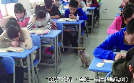 合肥一中校园现狗学霸天天蹭课