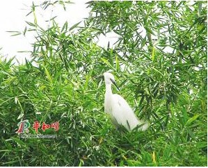 黄嘴白鹭栖息在竹丛顶端