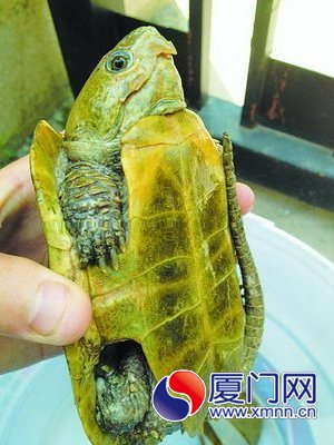 小鹰嘴龟