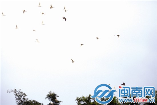 平和岩坂村村民原本打算砍竹林种柚子