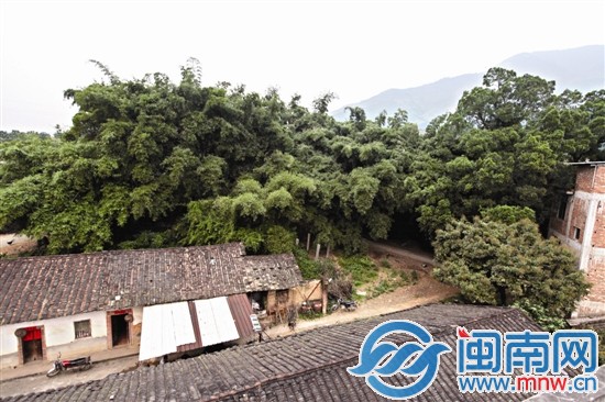 平和岩坂村村民原本打算砍竹林种柚子2