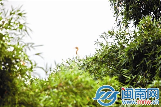 平和岩坂村村民原本打算砍竹林种柚子1