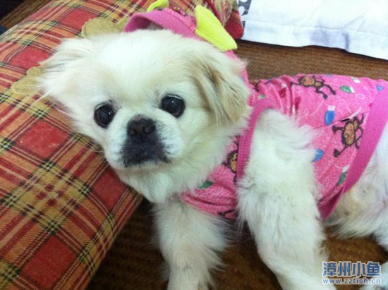 我要“通缉”一只北京狗