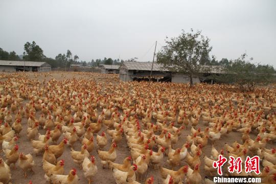 玉林畜牧部门忧护狗