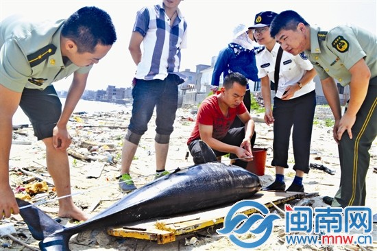 工作人员正对江豚初步测量