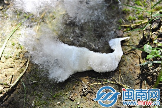 整团的棉絮脱离了外壳，还未被风吹散之时，犹如一只 