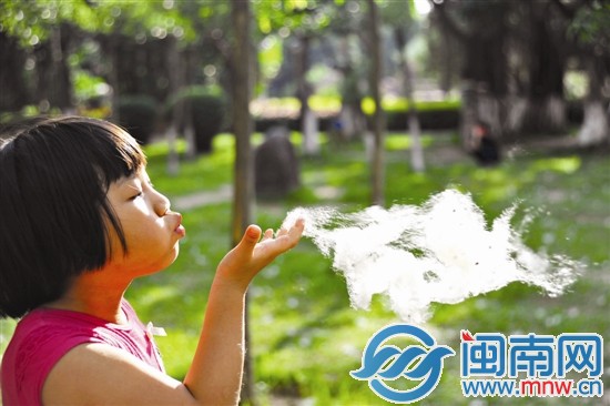 一位小朋友拿起一团木棉花絮，种子夹杂在其中，随风 