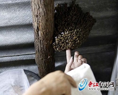 蜂窝被轻松地“端”了