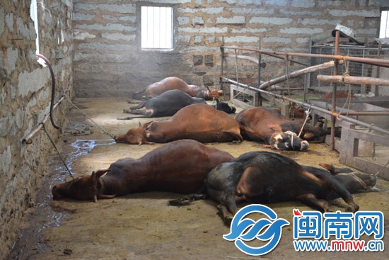 这7头牛先后倒毙