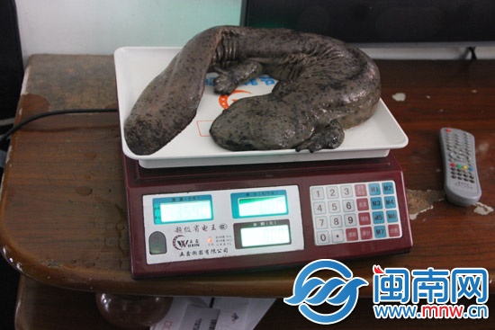 娃娃鱼正在秤上称体重