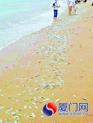 鱼群冲上海滩