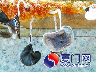 洗碗池一侧的胶合板长出了蘑菇