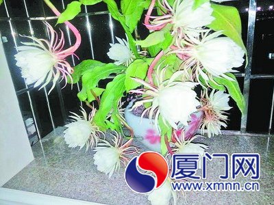 居民家中怒放的昙花。