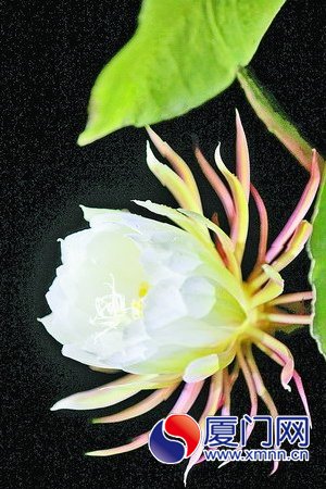居民家中怒放的昙花