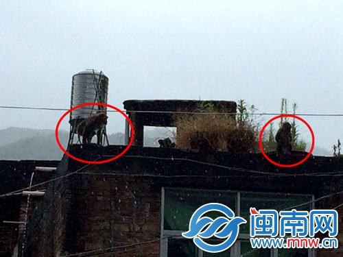见到民警后，两只猴子跑到楼顶，玩起了捉迷藏