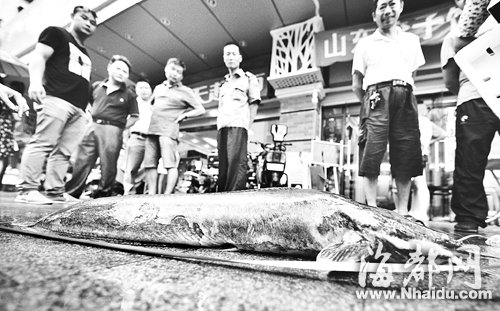 这条胡子鱼重20多斤，吸引众路人围观