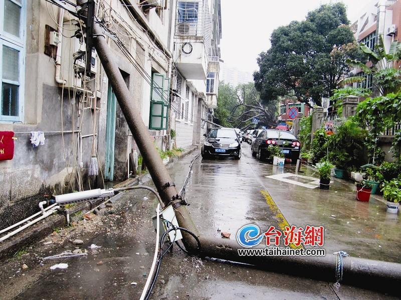 电线杆被倒下的树砸断了