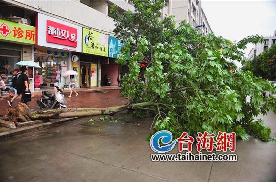 漳州雨大风大市区近90棵树倒塌