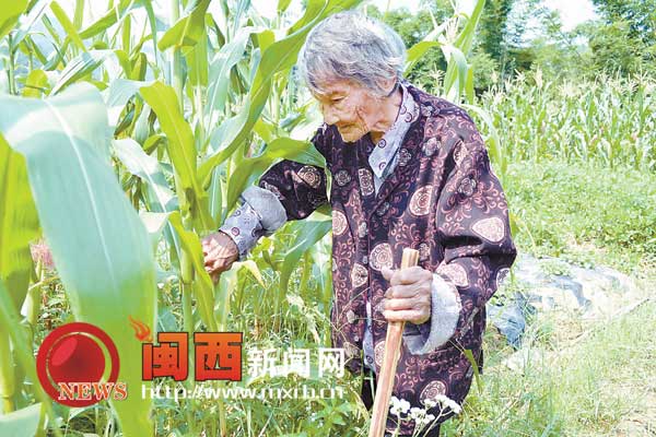 武平九旬老太手勤脚健 种地增收乐当锻炼