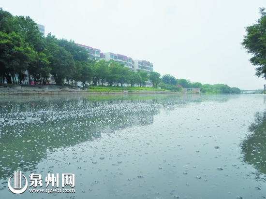 受污染的溪水泛着黑色水泡，散发阵阵恶臭。