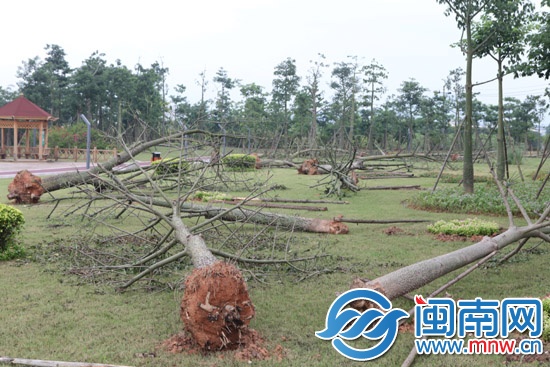 20多棵树倒在地上，连根拔起