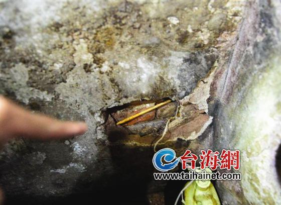 漳州市古城保护区一空地树根疯长