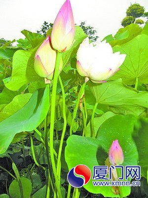 园博苑荷花展