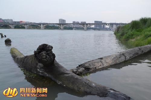 四川嘉陵江河滩边现大堆乌木