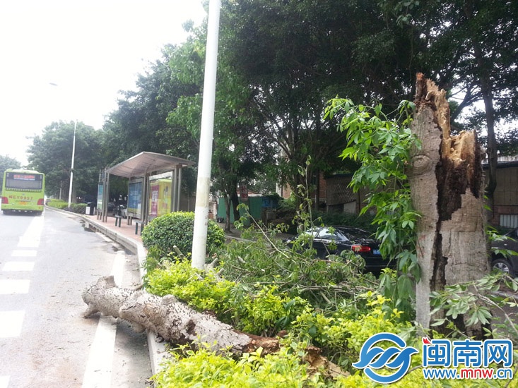 水仙大街站台旁，绿化树倒在路边