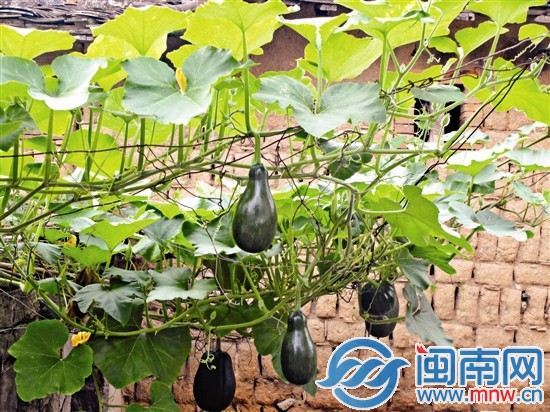 夏至到，应季瓜果豆类丰富，蒲瓜也长势腾腾（摄于惠 