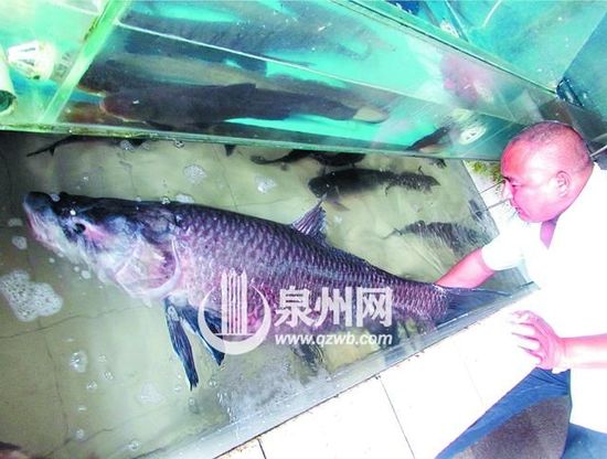大青鱼