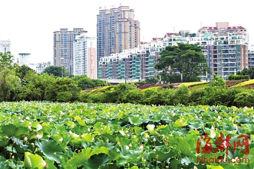 这片荷塘毗邻市区，景色优美