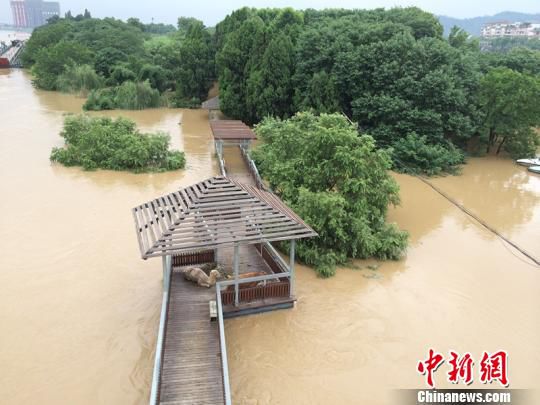 兰江中心岛成真正“孤岛”，两头骆驼被围困于滔滔江水之中