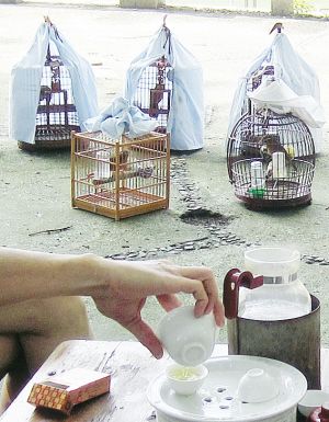 漳州市民清晨品功夫茶谈鸟经