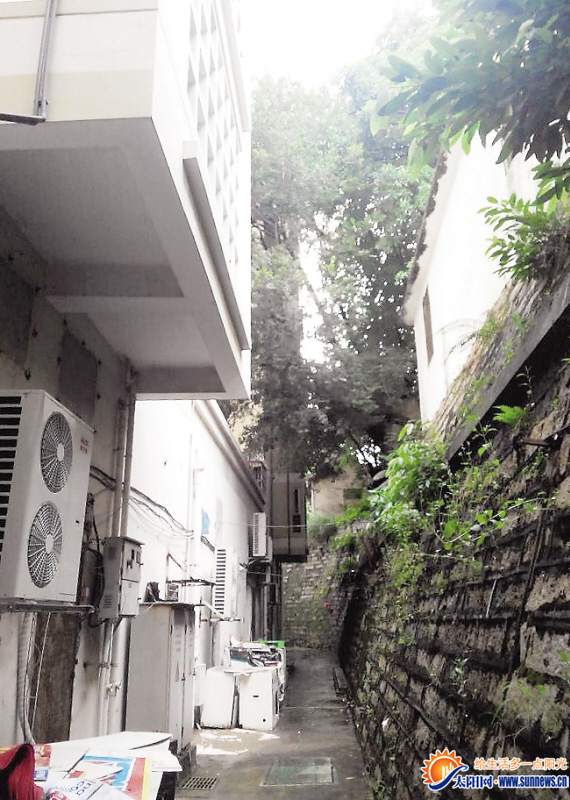大树紧贴东方牡丹园居民楼，杏林街道称将改造
