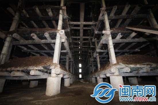 一家三口倒在自家蘑菇房