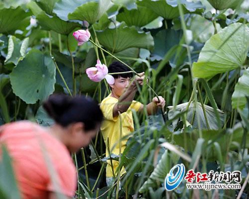 市民跳进荷池里随意破坏采摘荷花