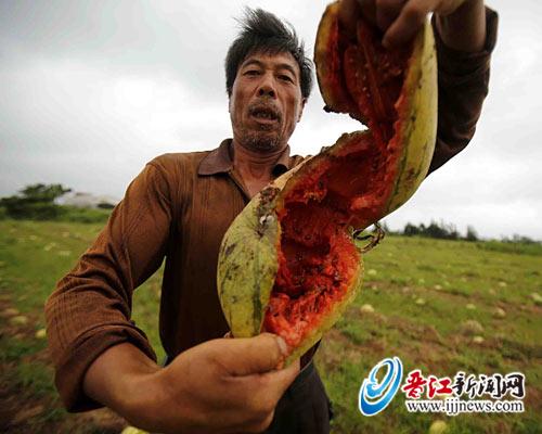 地里的西瓜随便用手就能打开